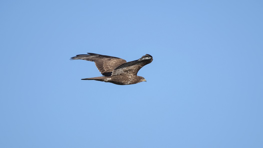Common Buzzard