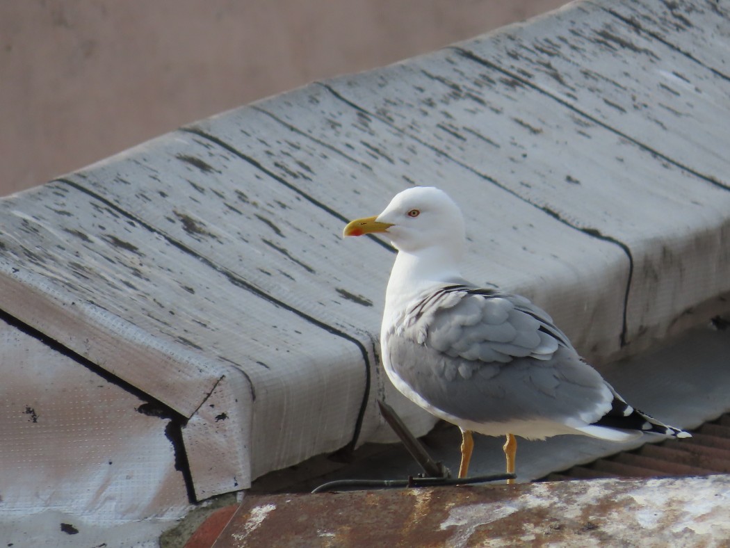 Yellow-legged Gull
