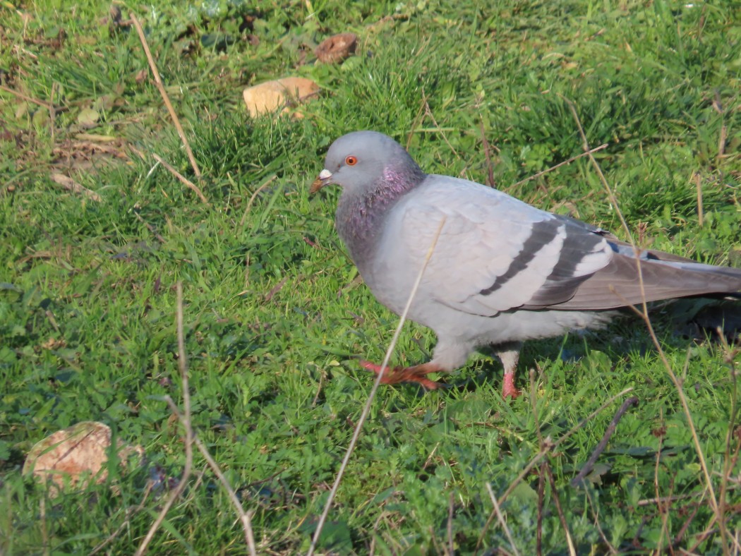 Rock Dove