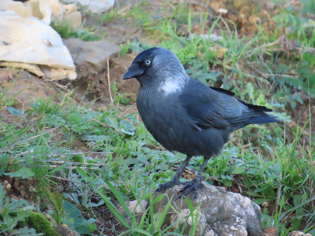 Western Jackdaw