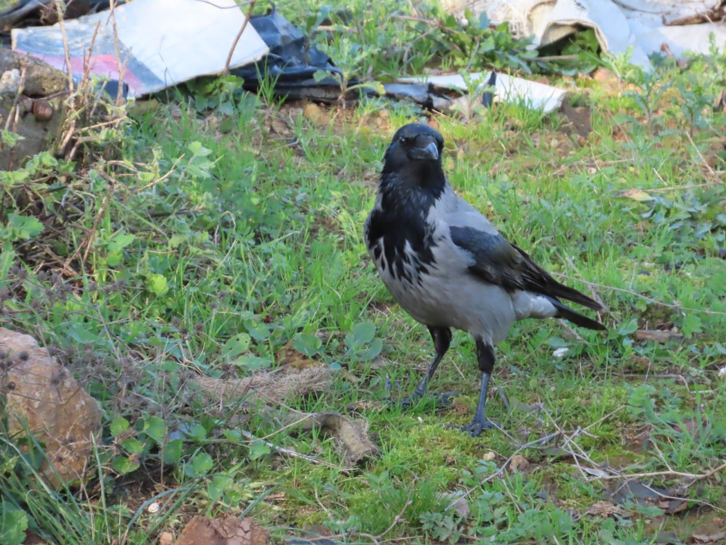 Hooded Crow