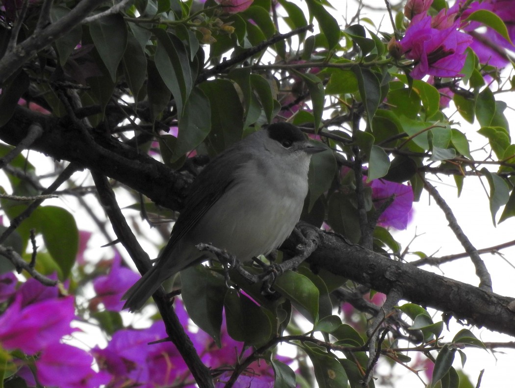 Eurasian Blackcap