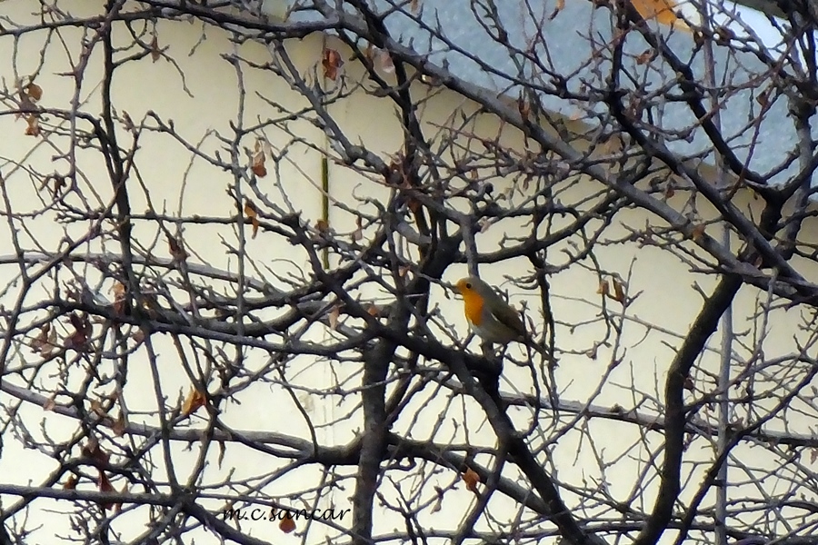 European Robin