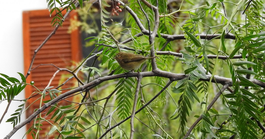 Common Chiffchaff