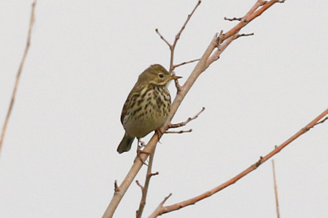 Meadow Pipit