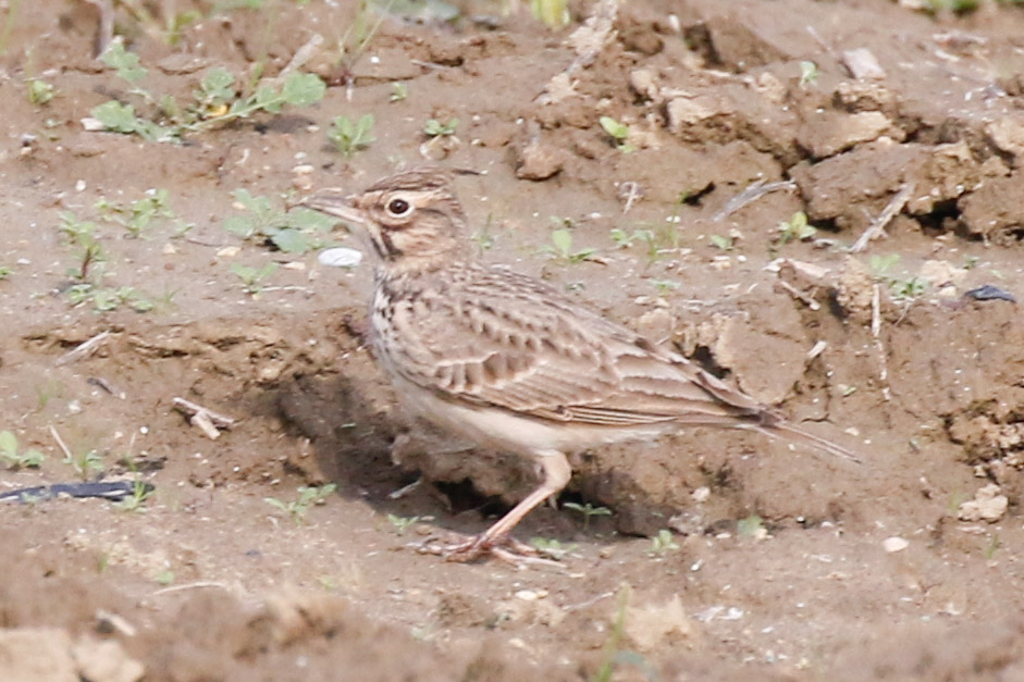 Crested Lark