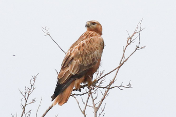Long-legged Buzzard