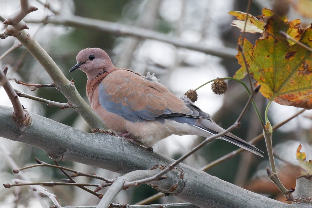 Laughing Dove