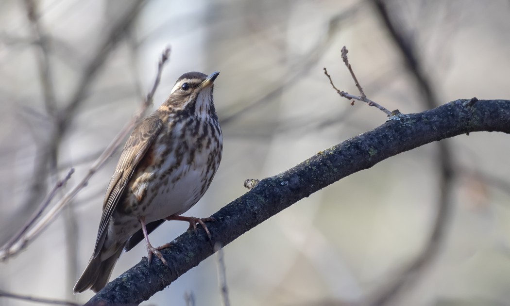 Redwing