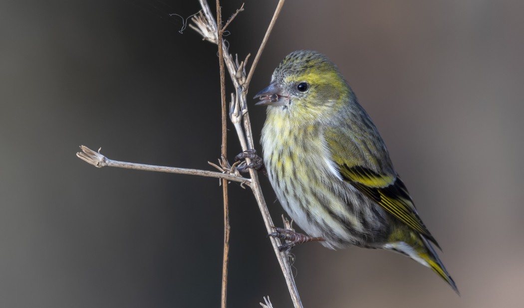 Eurasian Siskin