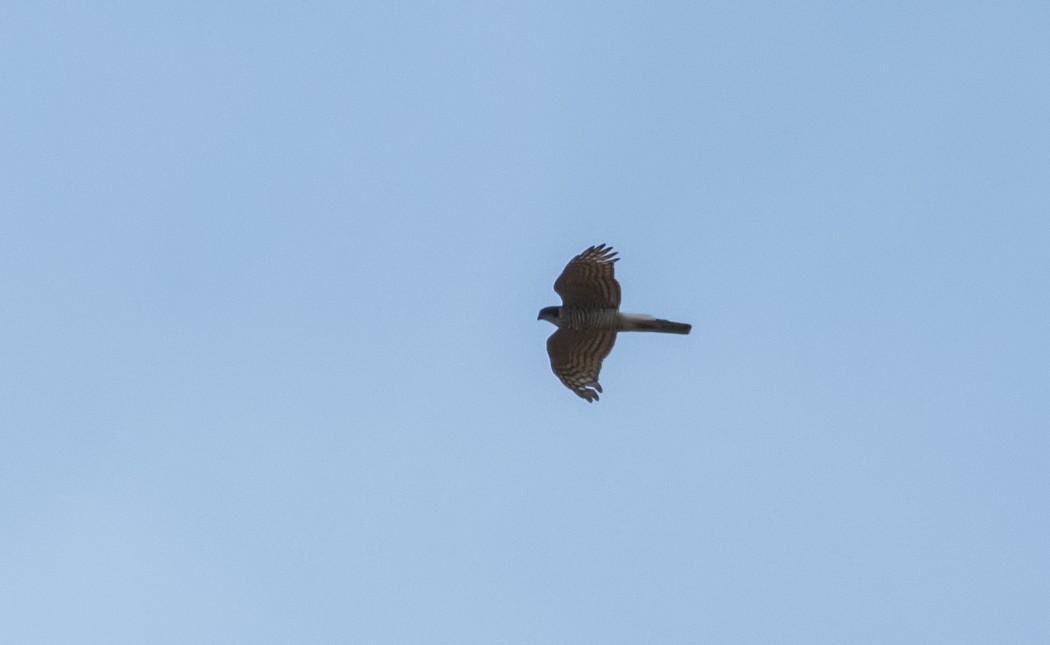 Eurasian Sparrowhawk