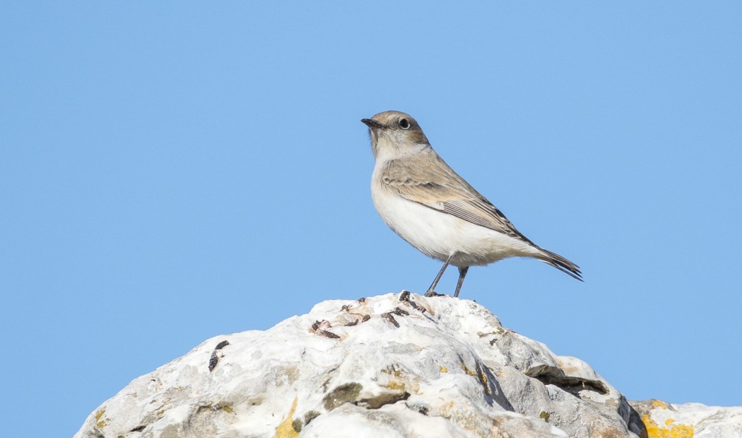 Finsch`s Wheatear