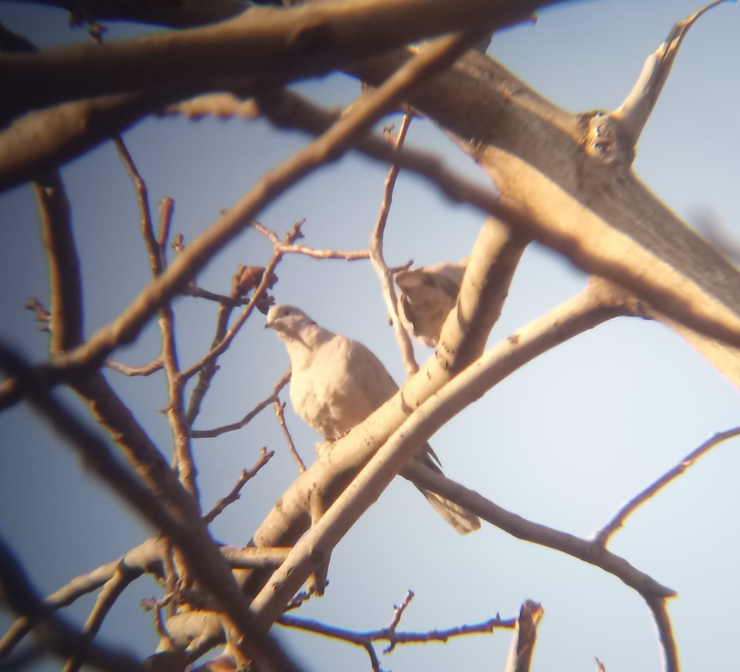 Eurasian Collared Dove
