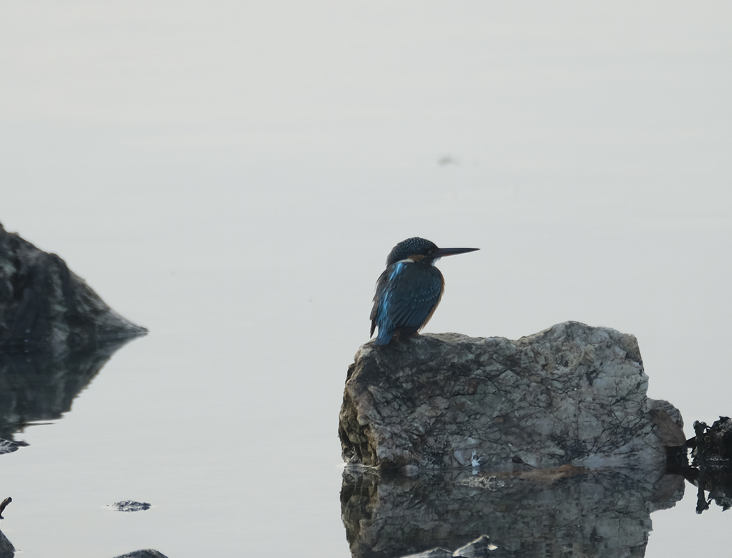 Common Kingfisher