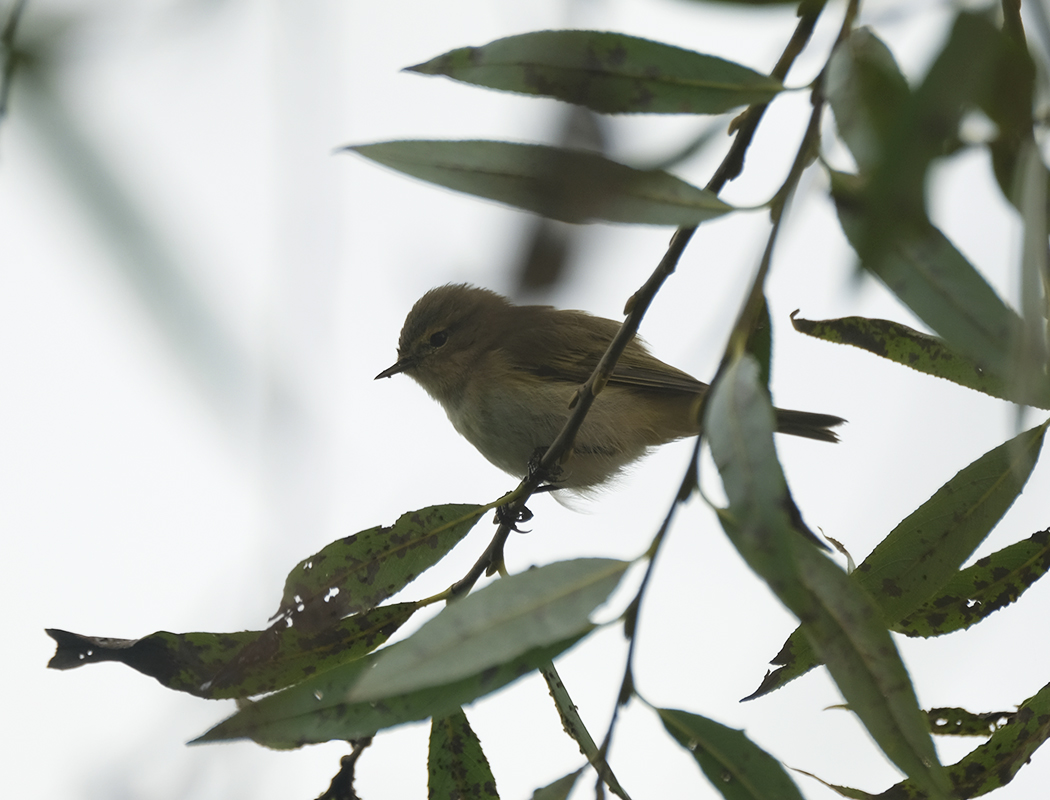 Common Chiffchaff