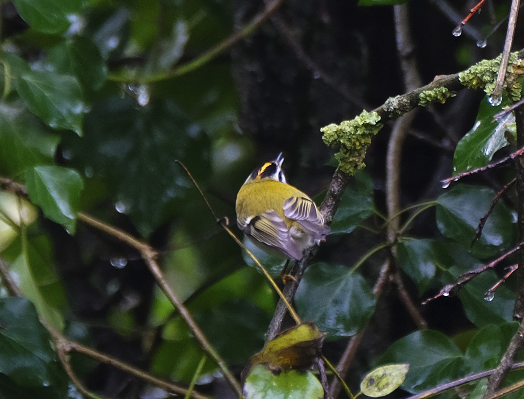 Common Firecrest