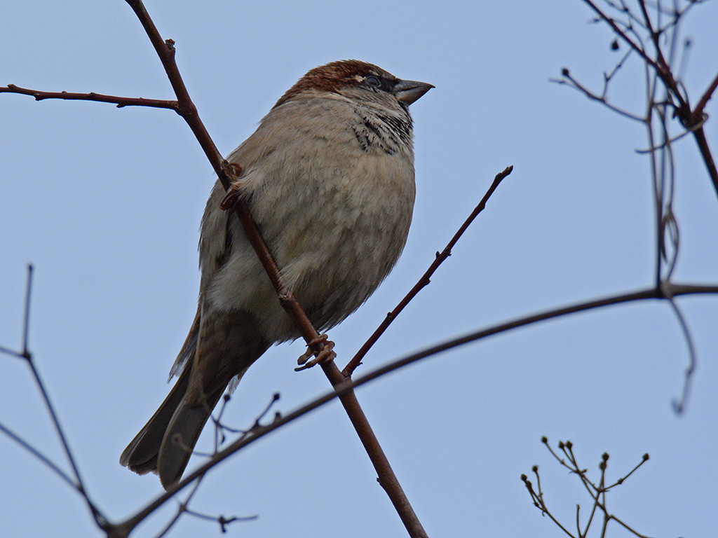 House Sparrow