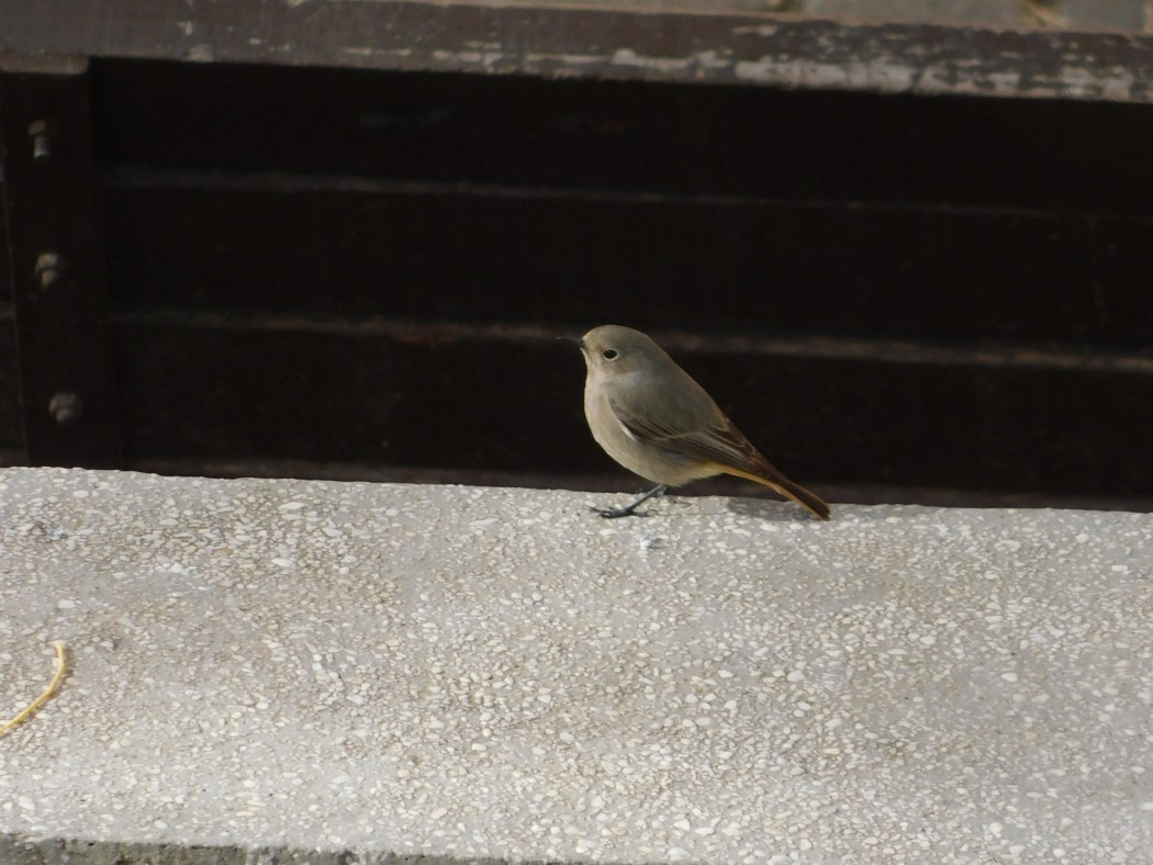 Black Redstart