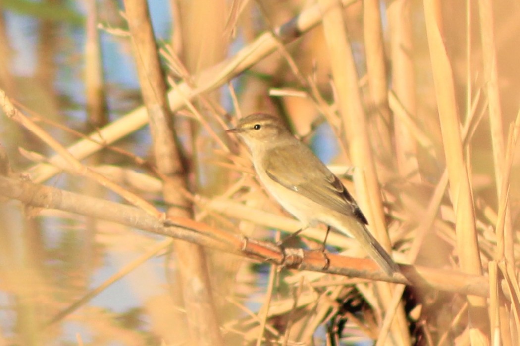 Common Chiffchaff