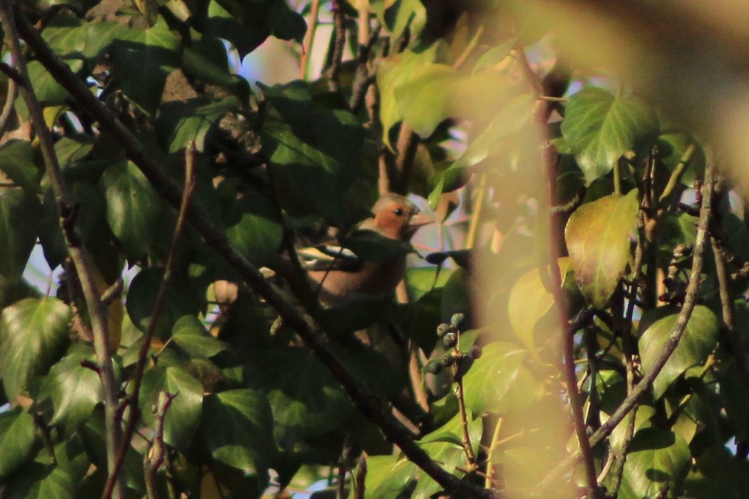 Eurasian Chaffinch