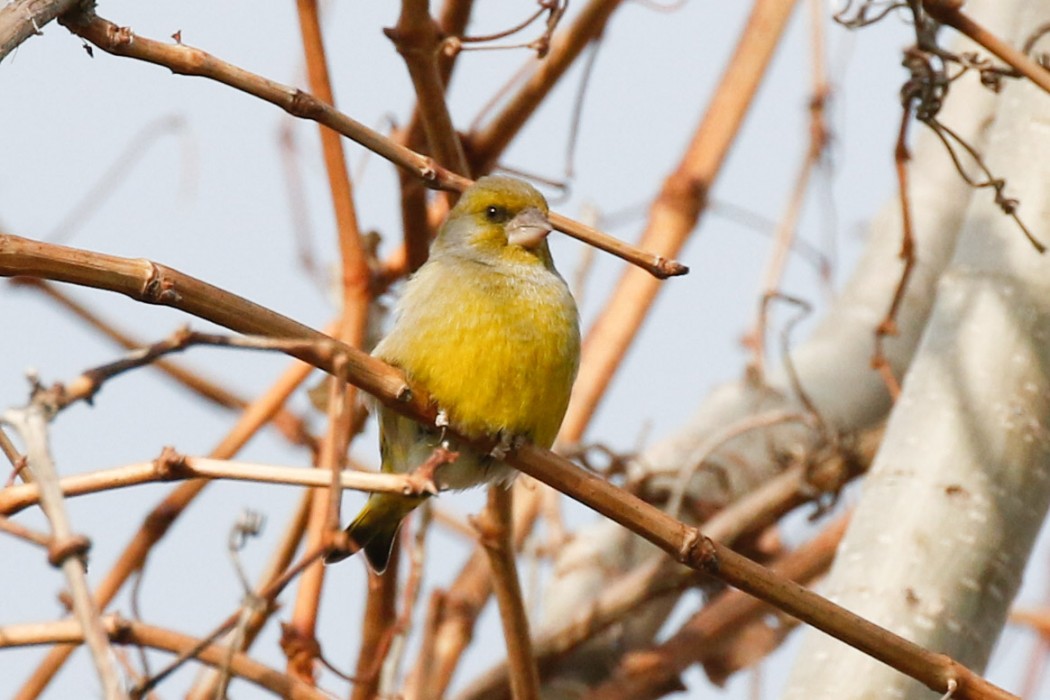 European Greenfinch