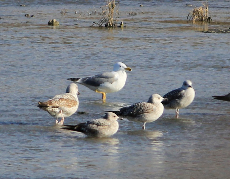 Armenian Gull
