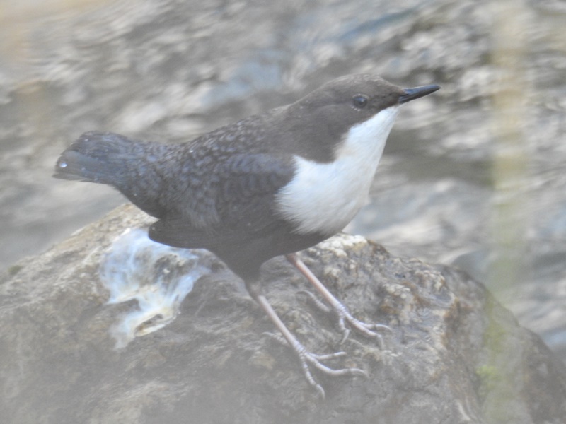 White-throated Dipper