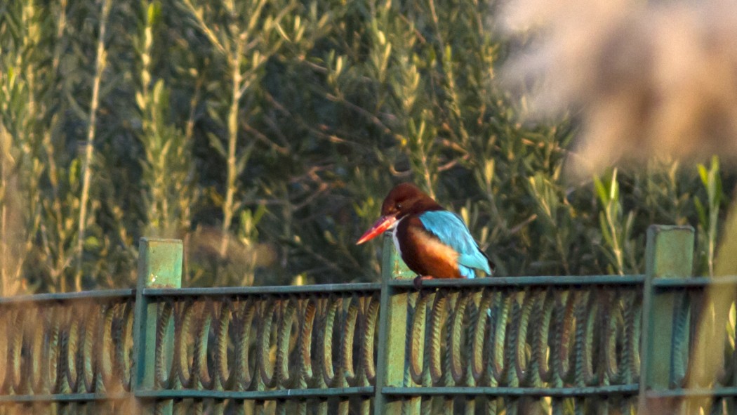 White-throated Kingfisher