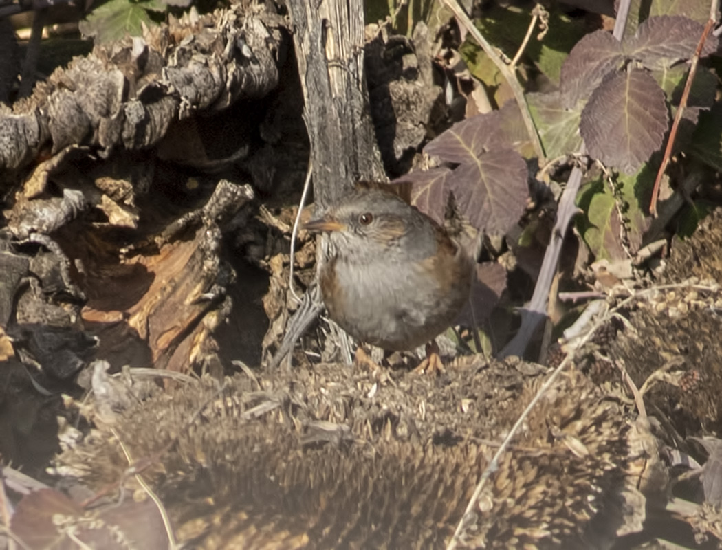 Dunnock
