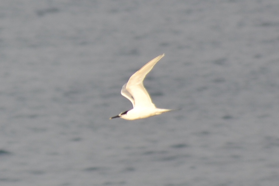 Sandwich Tern