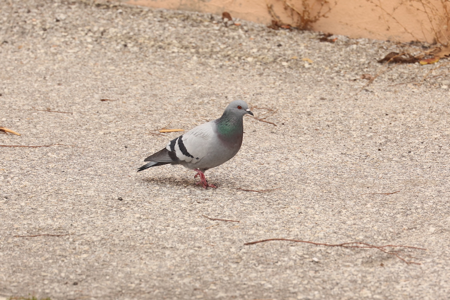 Rock Dove
