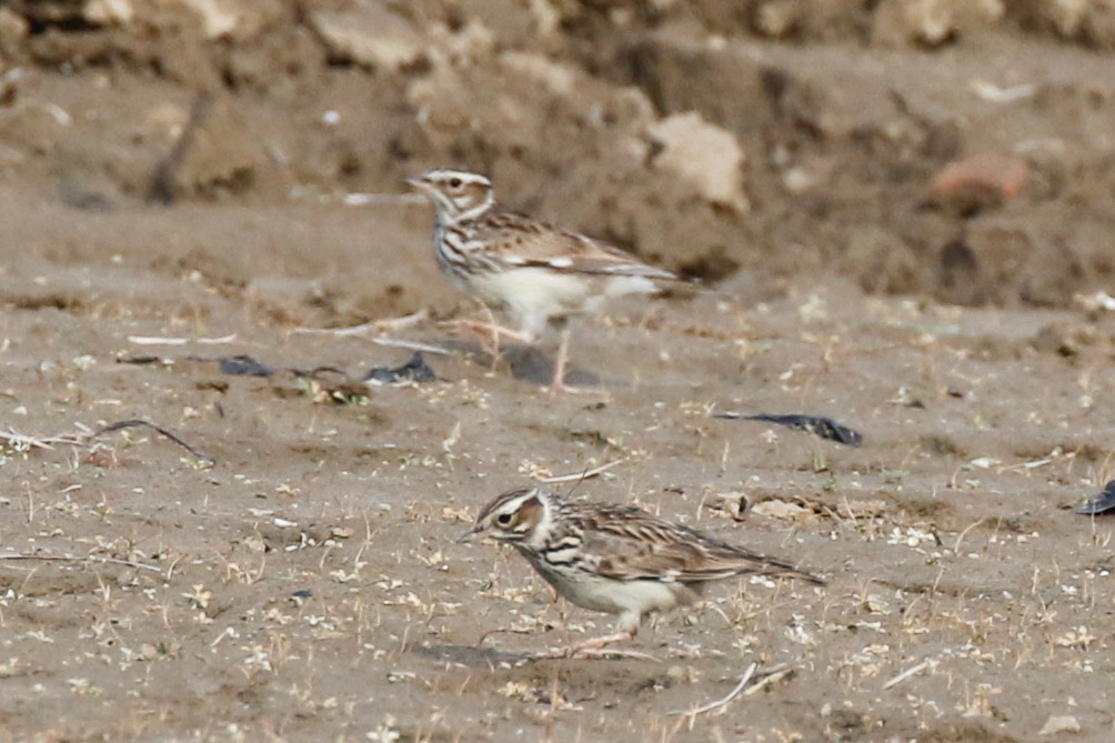 Woodlark