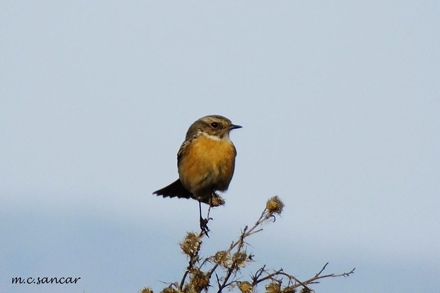 European Stonechat