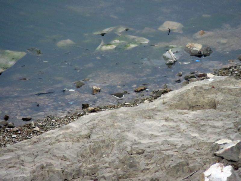 Common Sandpiper