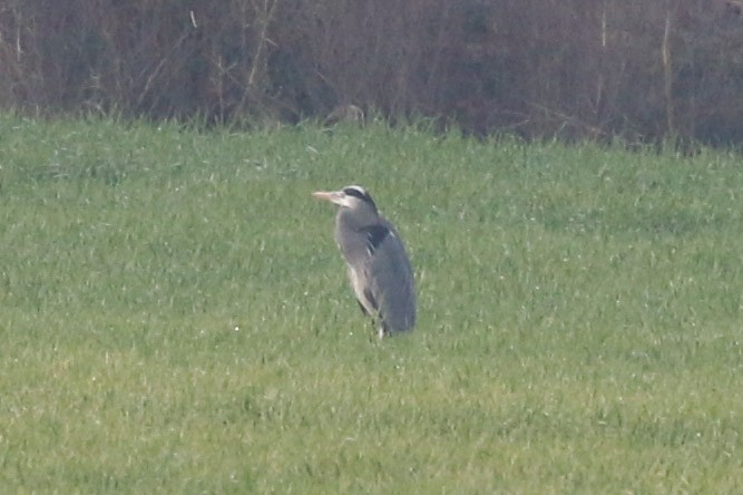 Grey Heron