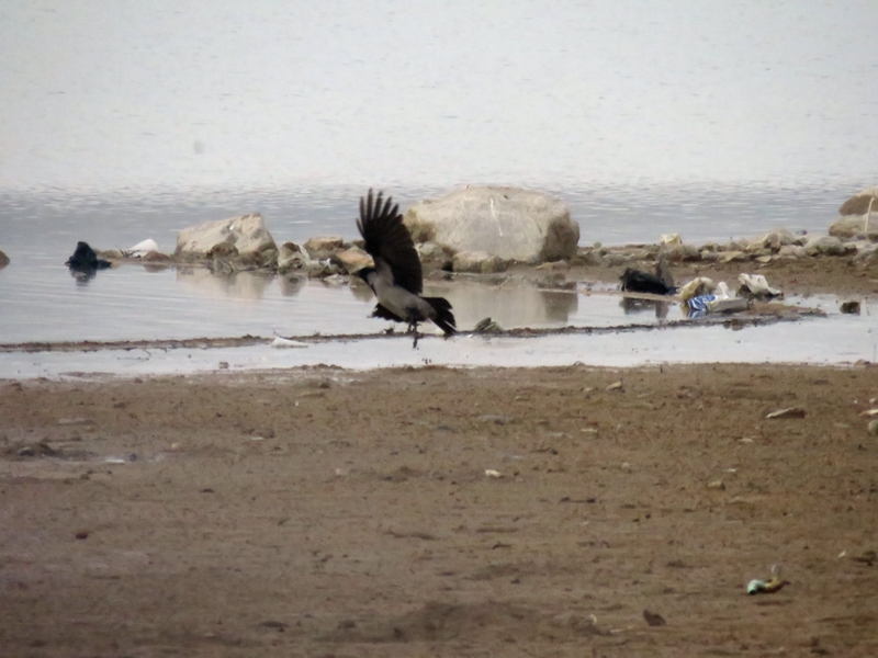 Hooded Crow