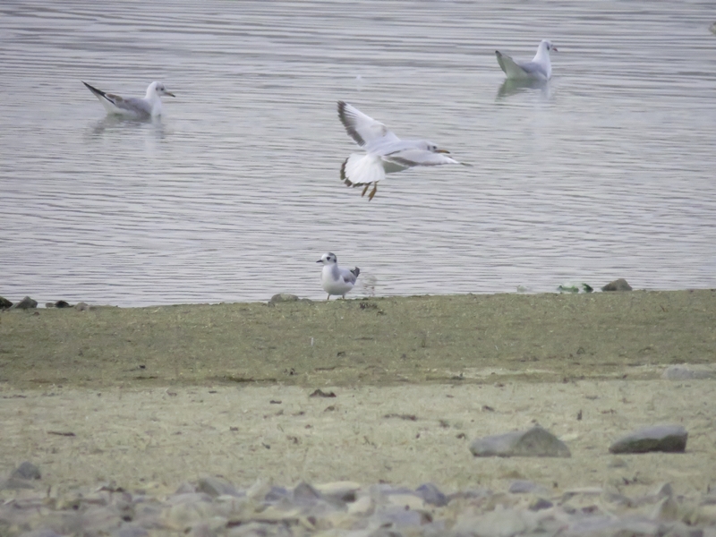 Little Gull