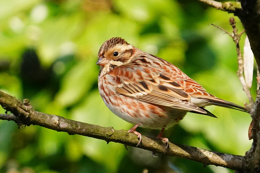 Rustic Bunting