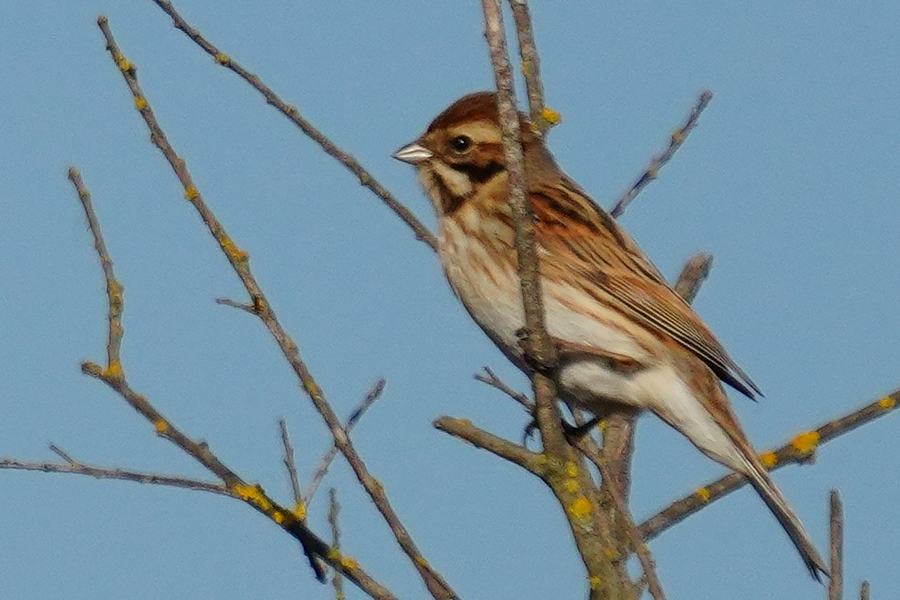 Common Reed Bunting