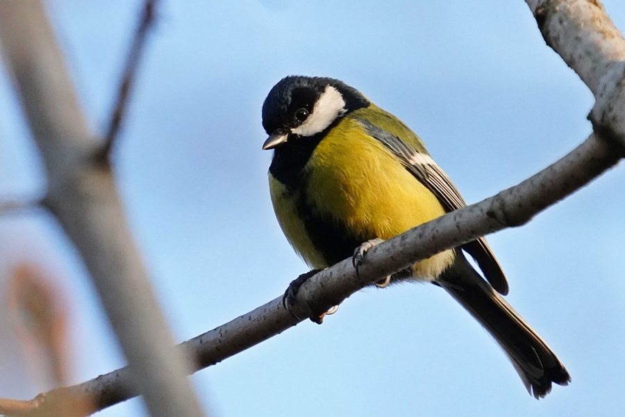 Great Tit