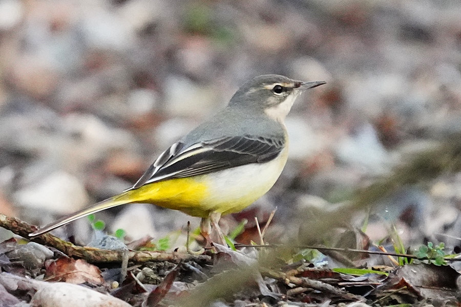 Grey Wagtail