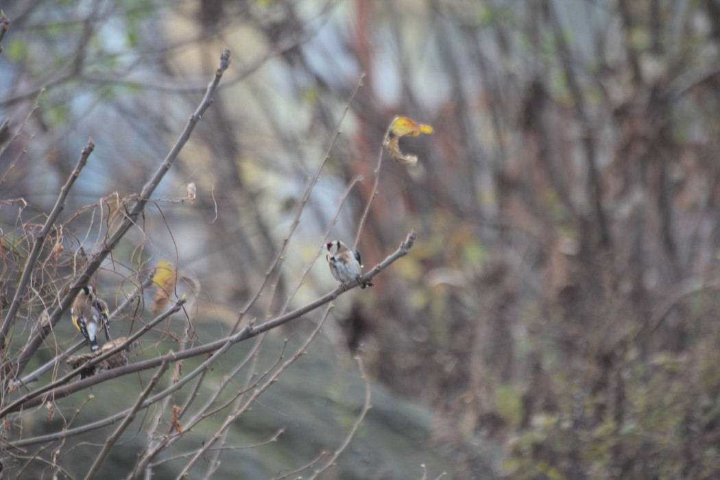 European Goldfinch