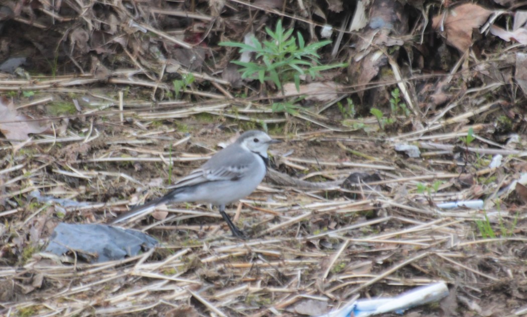 White Wagtail