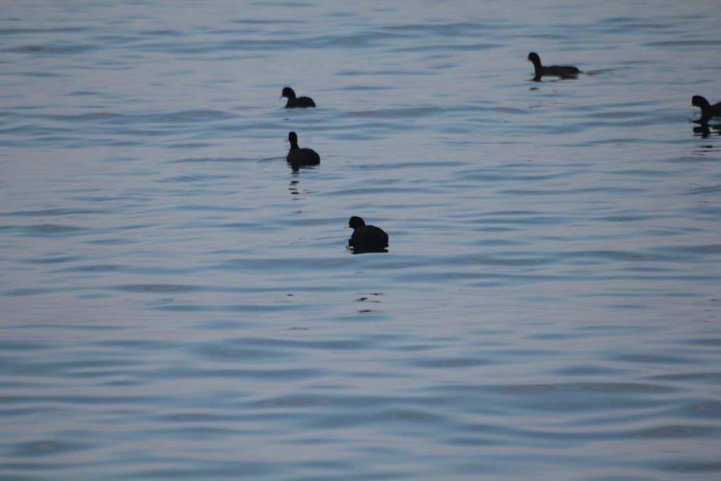 Eurasian Coot