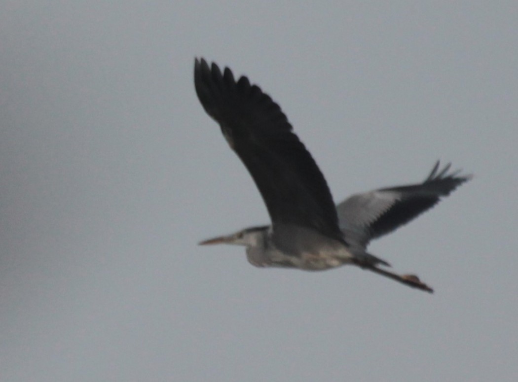 Grey Heron