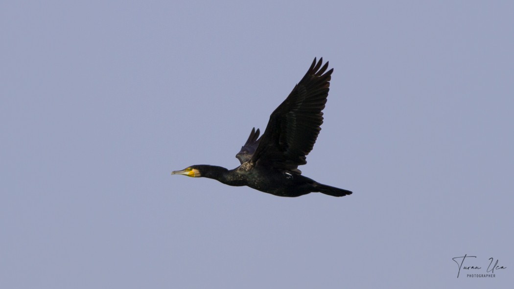 Great Cormorant