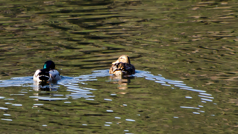 Mallard
