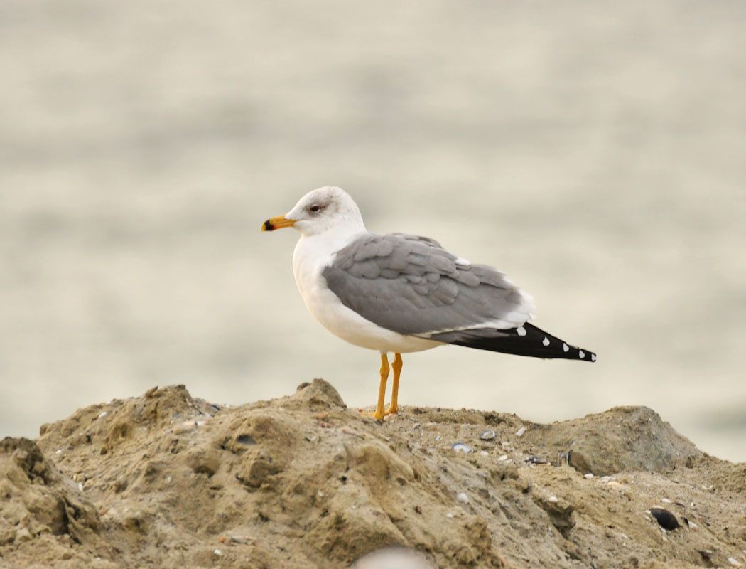 Armenian Gull