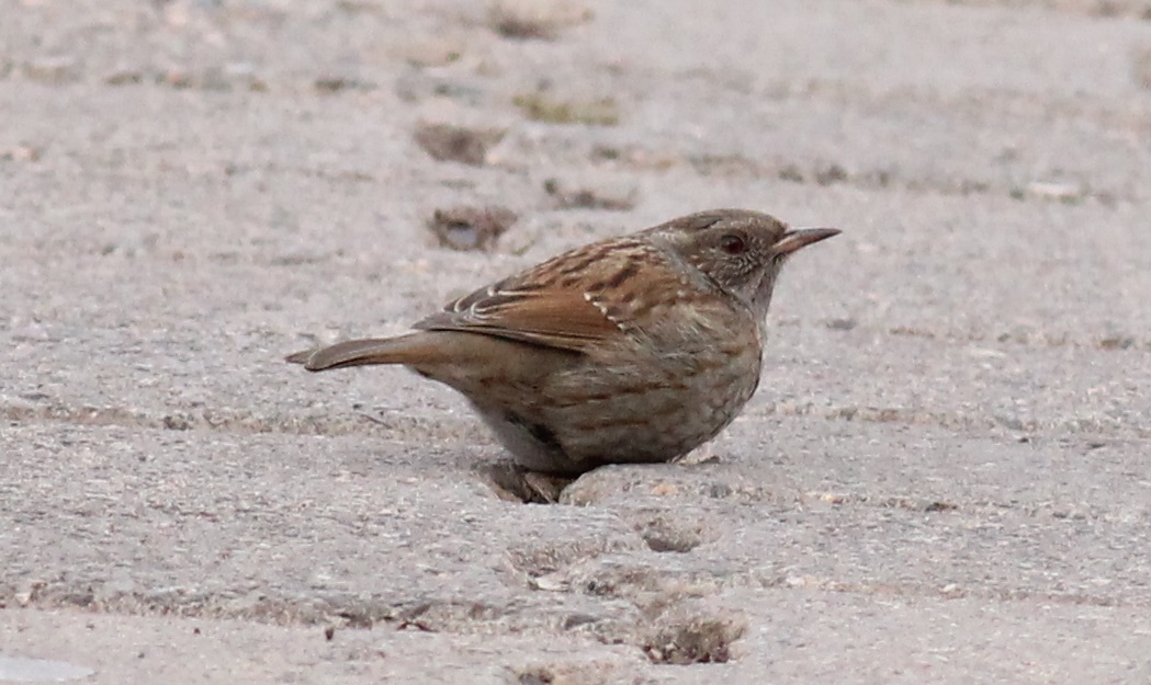 Dunnock
