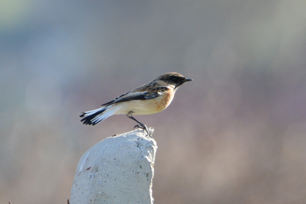 Siberian Stonechat